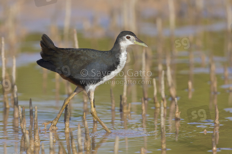 White-breasted Waterhen, juvenile walking in a swamp